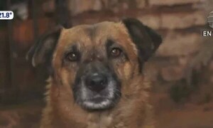 Tuki, el perro guardián que ayudó a frustrar el robo a un vecino – Prensa 5