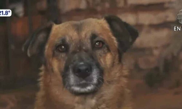 Tuki, el perro guardián que ayudó a frustrar el robo a un vecino – Prensa 5