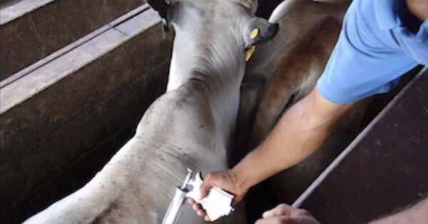 La Nación / Brucelosis bovina: siguen muestreos para medir eficacia de la vacunación