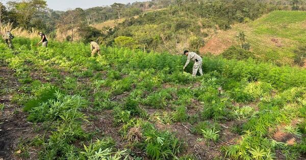 Diario HOY | Eliminan más de 20 toneladas de cultivos de marihuana en Caaguazú