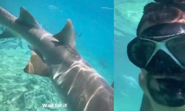 [VIDEO] Influencer paraguayo nadó con tiburones y se pegó un sustazo