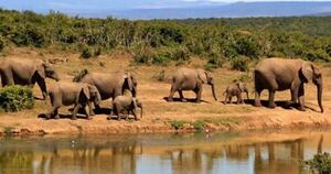 La Nación / ¡Desesperación! Hambruna extrema y sequía obligan a Namibia a sacrificar más de 700 animales