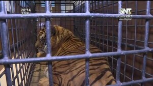 Avance positivo del tigre Mike - SNT