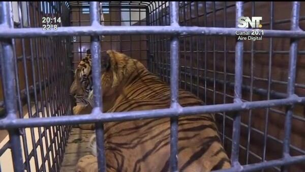 Avance positivo del tigre Mike - SNT