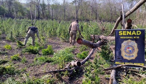 Eliminan plantaciones de marihuana en Bella Vista norte