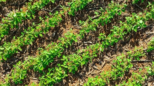 La temporada de siembra 2024 tendrá muchas alteraciones climáticas