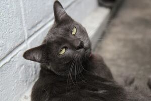 ¿Indiferencia? Cómo lograr que tu gato te haga caso - Mascotas - ABC Color