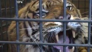 Mike, el tigre de Bengala del zoológico, presenta dolores de la vejez