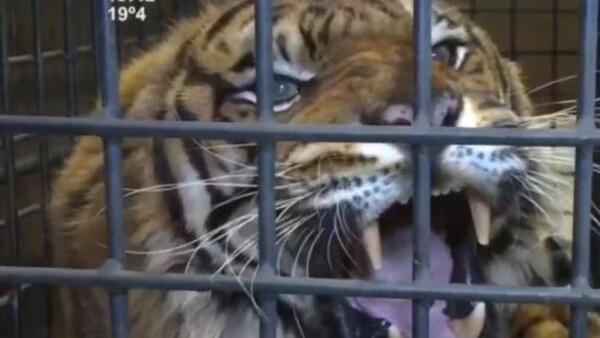 Mike, el tigre de Bengala del zoológico, presenta dolores de la vejez