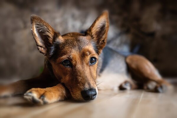Dirección de Bienestar Animal oipe'a ha oñangareko 35 mymba ojeguereko vaíva - .::Agencia IP::.