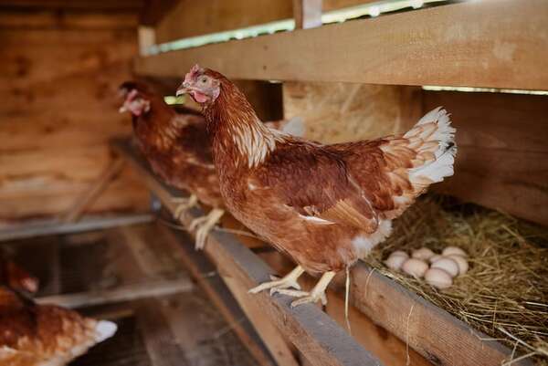 Suiza sabrá el sexo de las gallinas antes de nacer: ¿cómo lo harán? - Ciencia - ABC Color