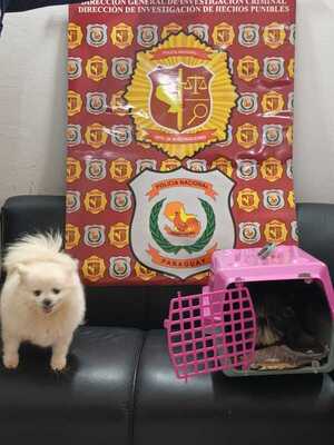 Recuperan perritos robados de Santa Rita - La Clave