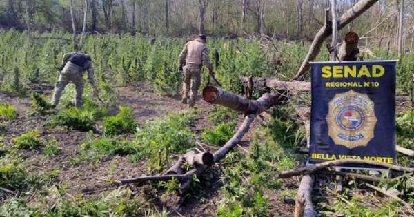 Diario HOY | SENAD continúa lucha contra narcos y destruye cultivos ilícitos en Bella Vista Norte