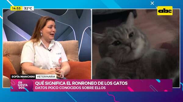 ¿Qué significa el ronroneo de mi gato? Datos poco conocidos sobre ellos - Ensiestados - ABC Color