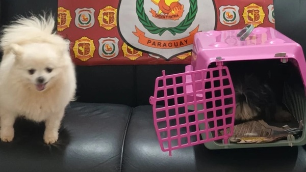 Policía captura a presuntos tortoleros implicados en robo de mascotas en Ciudad del Este