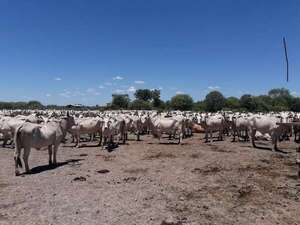 Senacsa adjudicó adquisición de caravanas: animales vacunos tendrán identificación electrónica - Economía - ABC Color