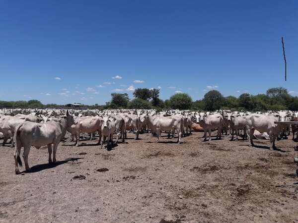 Senacsa adjudicó adquisición de caravanas: animales vacunos tendrán identificación electrónica - Economía - ABC Color