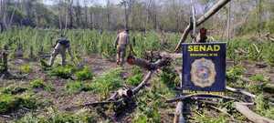 SENAD destruye cultivos de marihuana en Bella Vista Norte - ADN Digital
