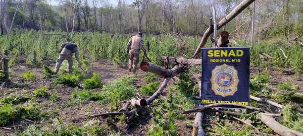 SENAD destruye cultivos de marihuana en Bella Vista Norte - ADN Digital