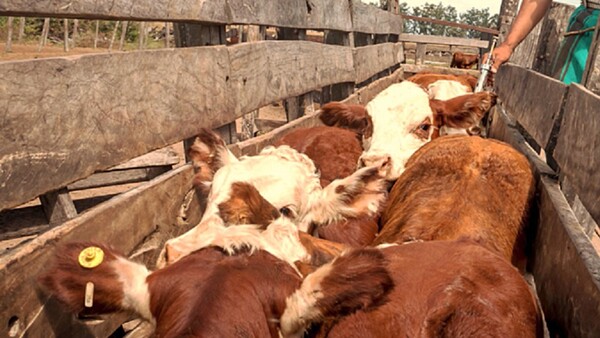 Consorcio suizo es adjudicado para el sistema de identificación animal