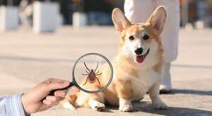 Garrapatas y perros: métodos caseros para deshacerte de esta plaga - Mascotas - ABC Color