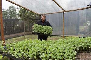 Ayolas: emprendedoras producen plantines de sandía híbrida como rubro alternativo de renta - Nacionales - ABC Color