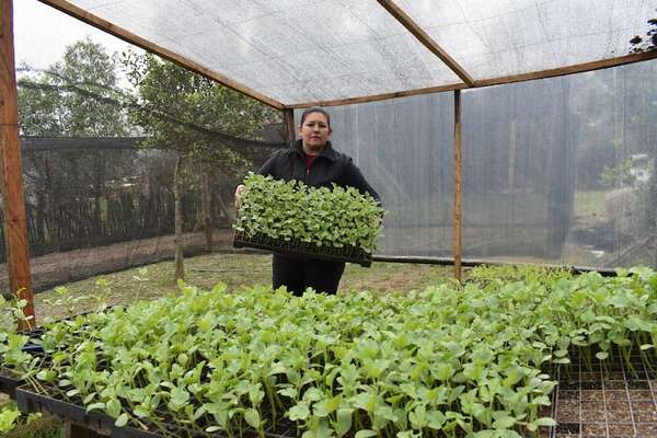 Ayolas: emprendedoras producen plantines de sandía híbrida como rubro alternativo de renta - Nacionales - ABC Color