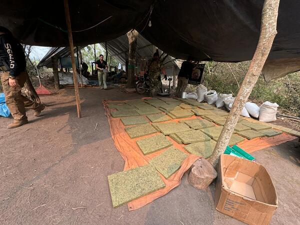 Allanamiento rural en Colonia Kira’y resulta en la incineración de más de 2 toneladas de marihuana