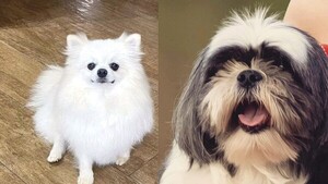 Robó perritas en tortoleada y le regaló a su “enamorada”