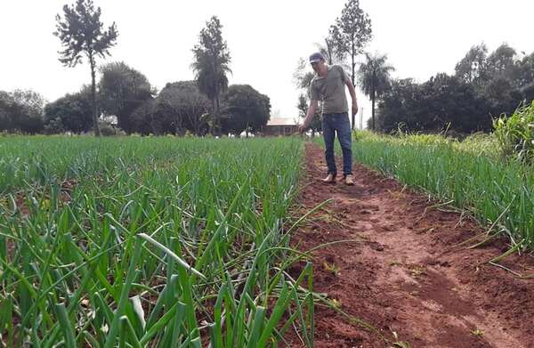 Esperan cosechar 4.000 toneladas de cebolla en Itapúa - Economía - ABC Color