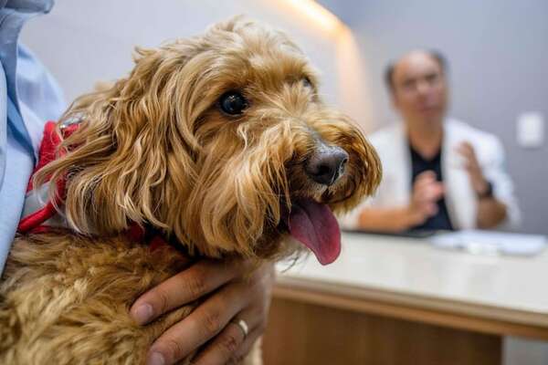 ¿Tenés un perro? Estos son los controles anuales que le debés hacer - Mascotas - ABC Color