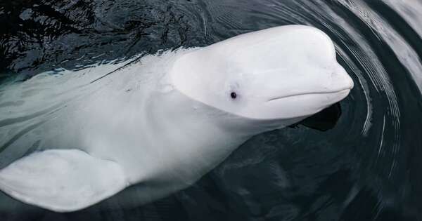 La Nación / ONG Marine Mind informó sobre la muerte de la “ballena blanca espía” en Noruega