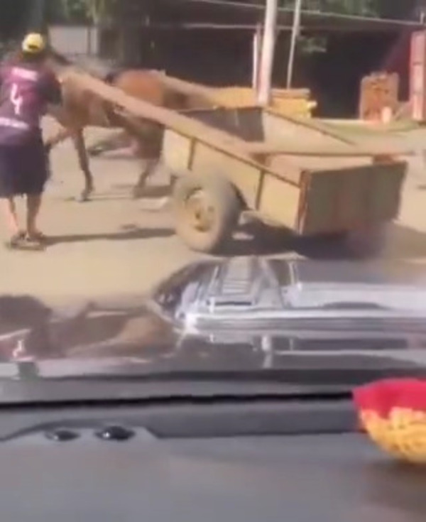 Viral: Caballo corrió tirando su carro y chocó a motoca