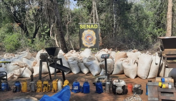 Operativo en Capitán Bado: Senad destruye 6.000 kilos de marihuana
