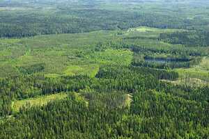 Educación forestal sostenible: autoridades paraguayas visitarán Finlandia - Unicanal