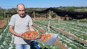 Atacado por plagas, remata sus frutillas para evitar pérdidas