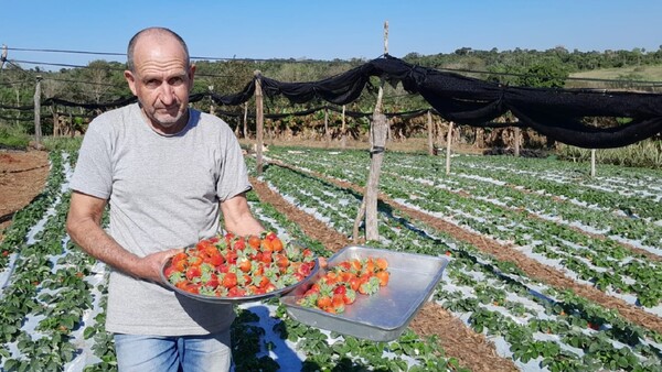 Atacado por plagas, remata sus frutillas para evitar pérdidas