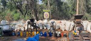 Amambay y San Pedro: Senad destruyó cinco campamentos narcos y 8 toneladas de marihuana - Policiales - ABC Color