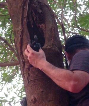 El “árbol del chespi” que dio frutos: clan de microtraficantes ocultaba crack en un tronco - Policiales - ABC Color