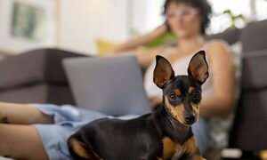 La importancia de las mascotas a la hora de elegir un nuevo lugar para vivir
