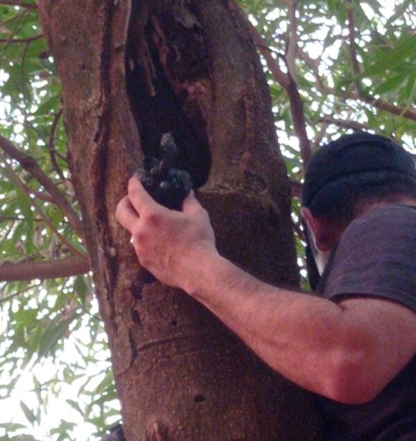 Hernandarias: Microtraficantes ocultaban drogas en el tronco de un árbol - Unicanal
