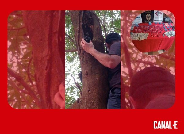 OCULTABAN LA DROGA DENTRO DE UN ÁRBOL