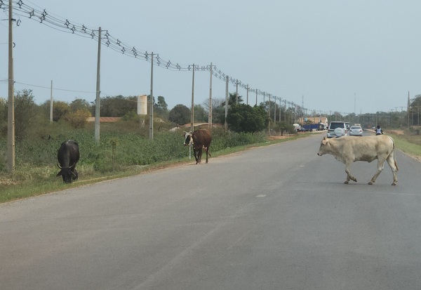 Urge Control de Animales Sueltos en la Ruta V Antigua cerca de Concepción