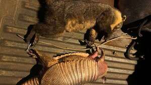 Imputan a dos jóvenes por caza de animales silvestres en peligro de extinción - ABC en el Este - ABC Color