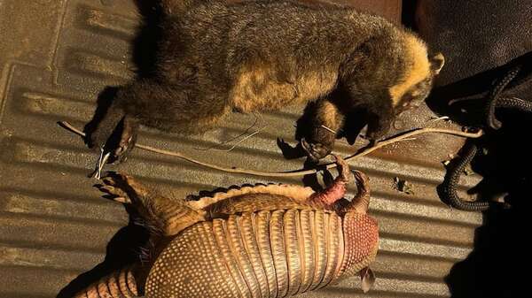 Imputan a dos jóvenes por caza de animales silvestres en peligro de extinción - ABC en el Este - ABC Color