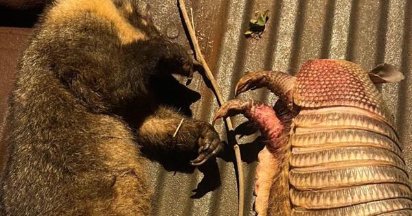Diario HOY | Imputan a dos jóvenes por cazar animales en peligro de extinción en CDE