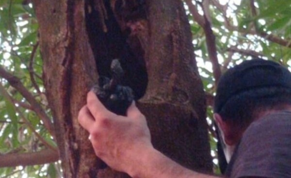 Microtraficantes ocultaban 1000 dosis de crack en un árbol