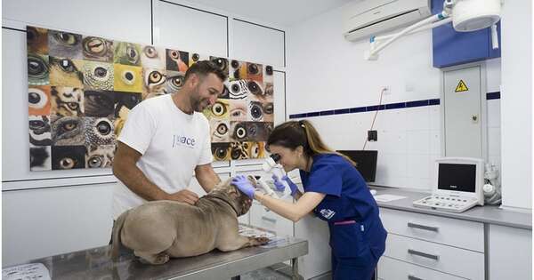 Diario HOY | Analizan crear un hospital pública para animales