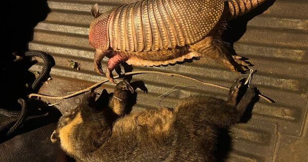 La Nación / Procesan a dos jóvenes por caza de animales silvestres en reserva de Itaipú