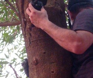 Árbol «frutificaba» crack en Hernandarias